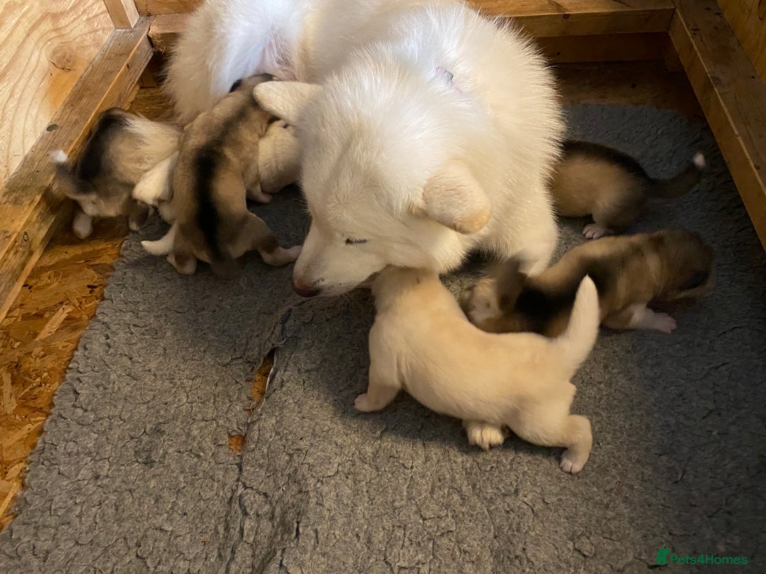 Alaskan Malamute dogs for sale: Pure bred Alaskan Malamute puppies - Image 5