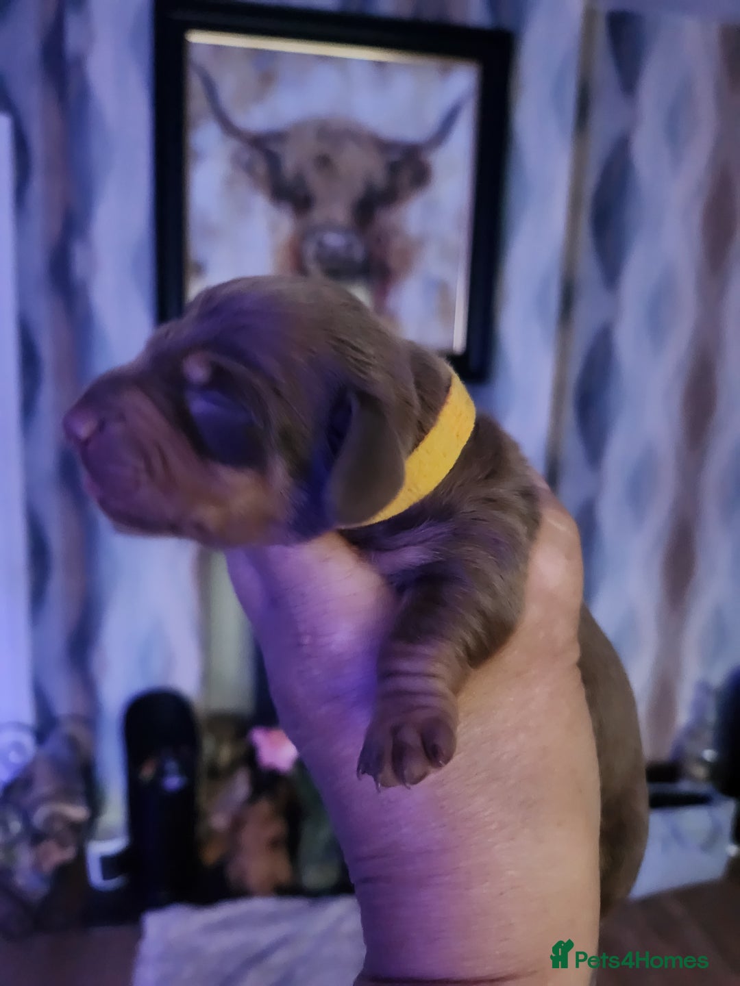 Miniature Dachshund dogs for sale: Chocolate and Tan mini dachshund  - Image 19