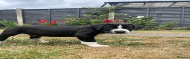 Oreo