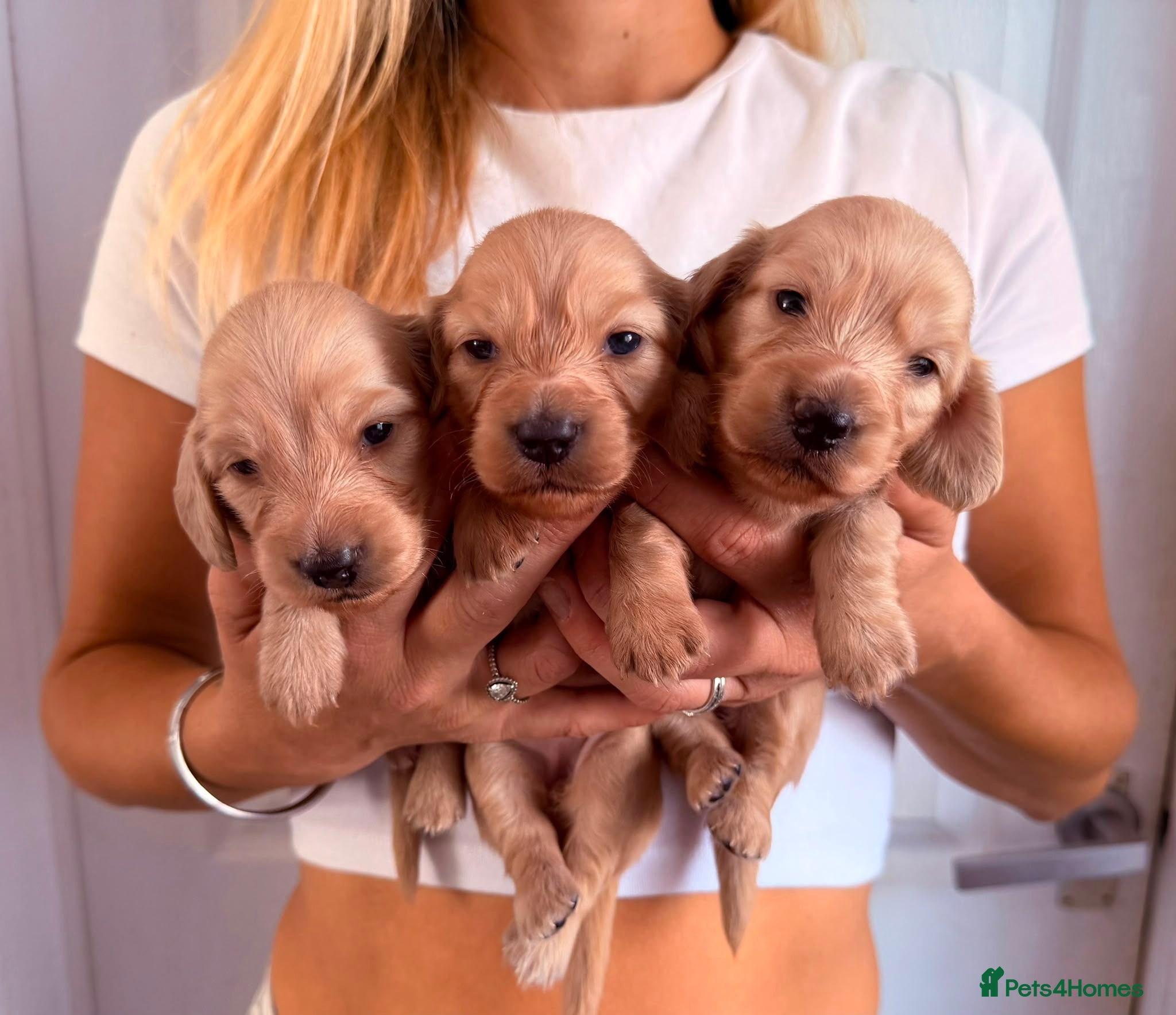 Miniature Dachshund dogs Longhair Miniature Dachshund  - Advert 2