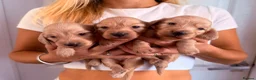 Miniature Dachshund dogs for sale: Longhair Miniature Dachshund  - Advert 2