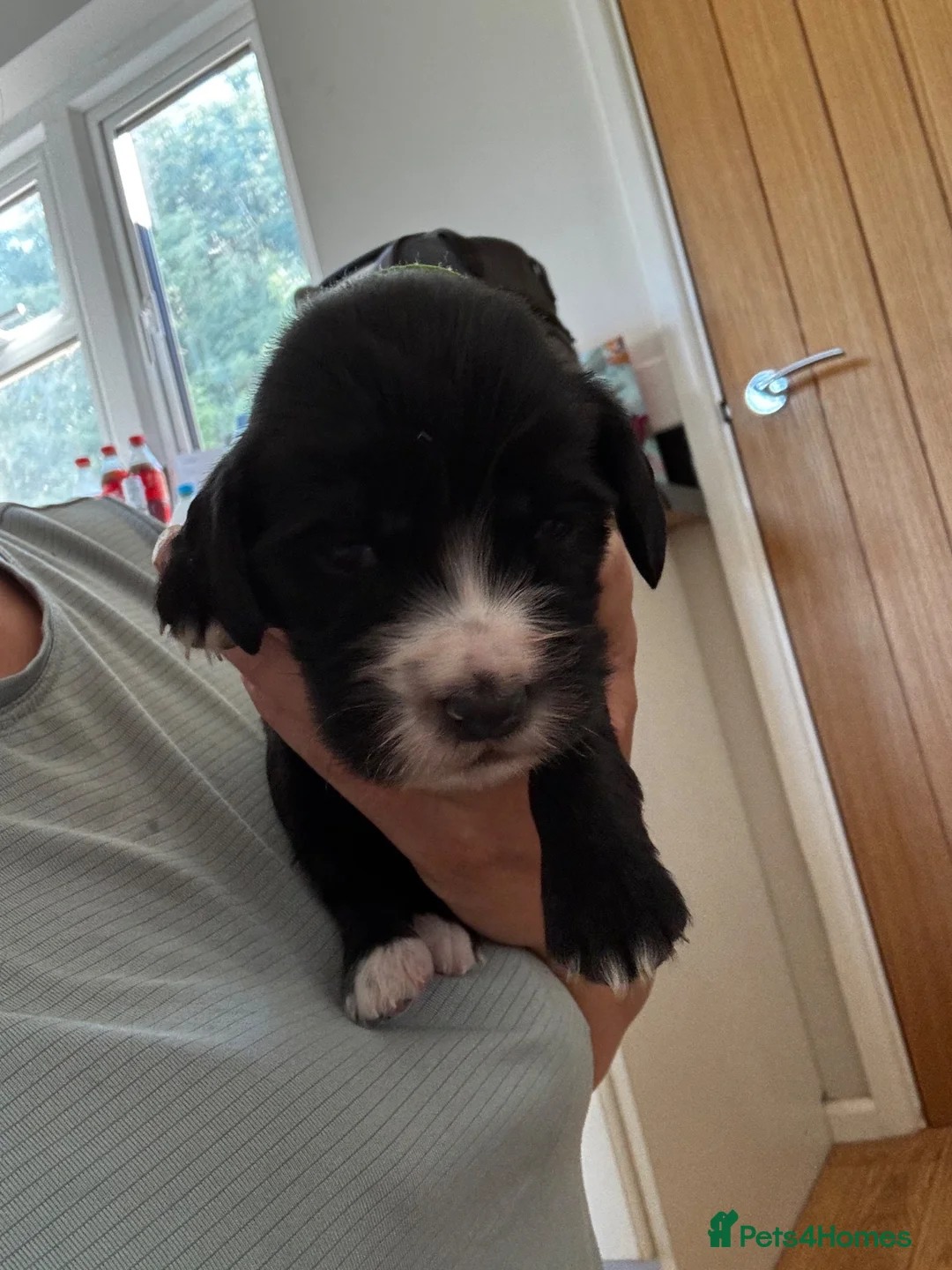 Cocker Spaniel dogs for sale: Beautiful working cocker spaniel puppies - Advert 2