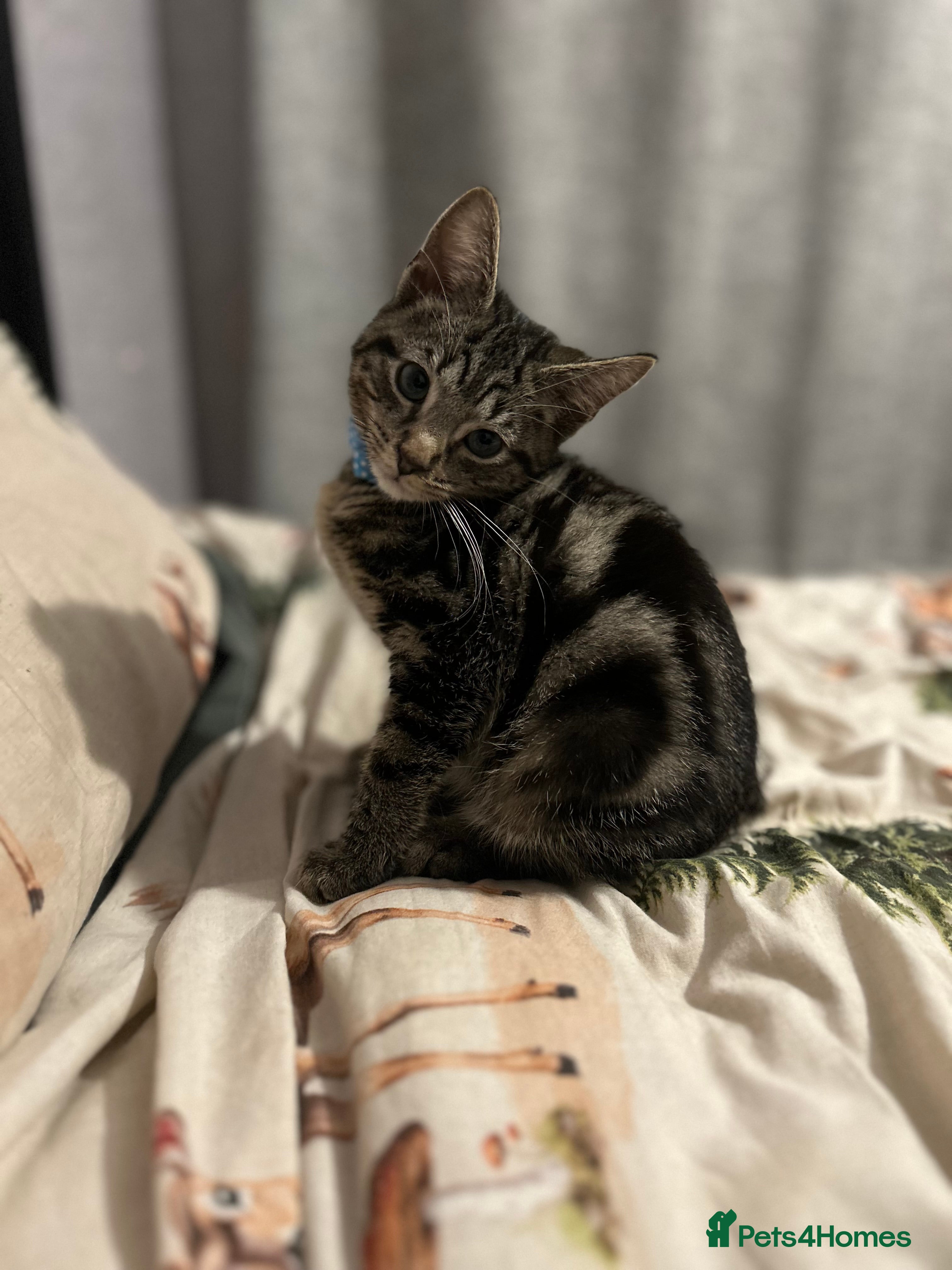 Mixed Breed cats 4 month old kitten  - Advert 1