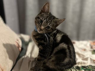 Mixed Breed cats 4 month old kitten - Advert 1