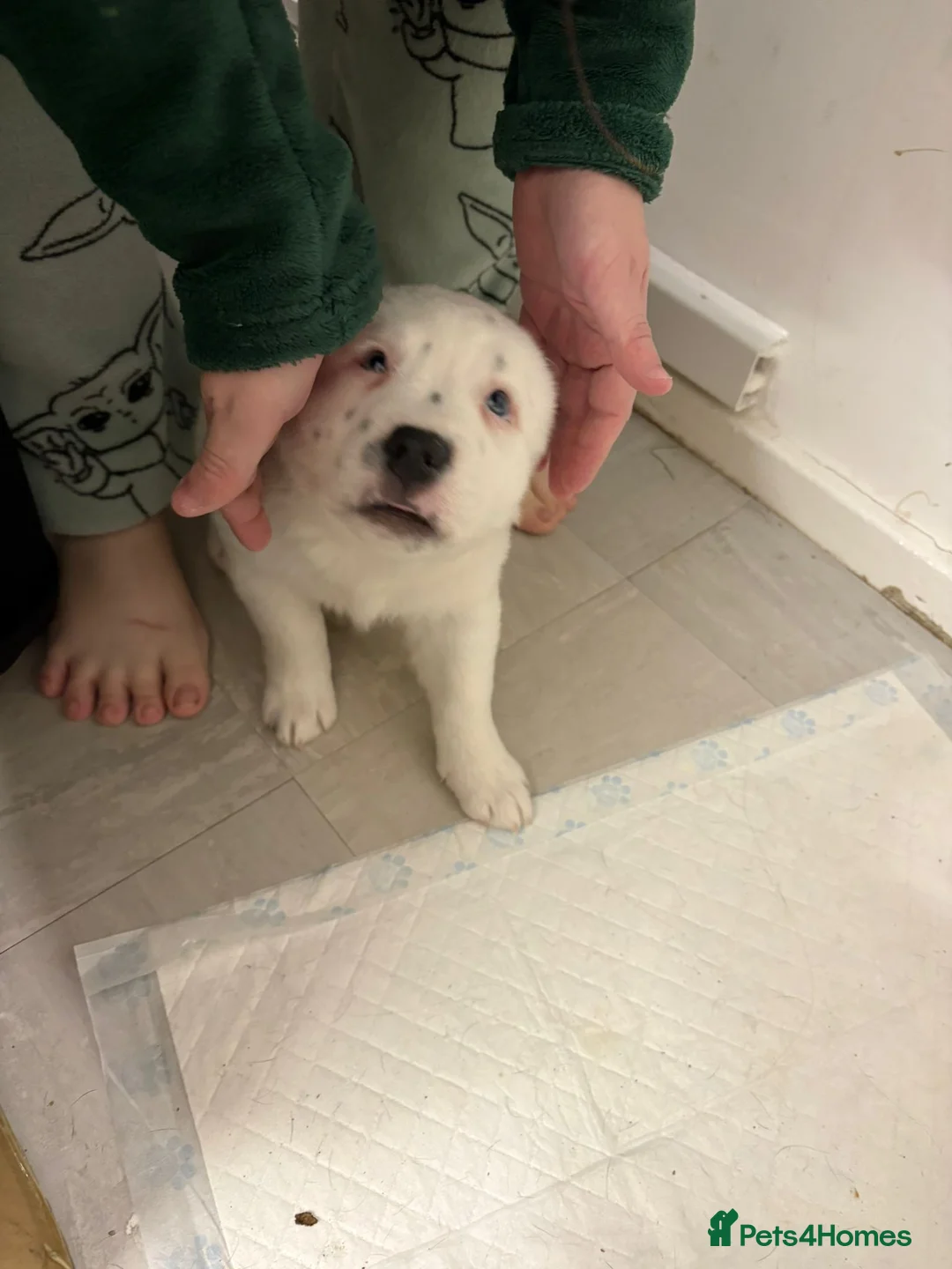 Staffordshire Bull Terrier dogs for sale: Little snowy princess  - Advert 13