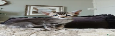 Black/Tan - Male