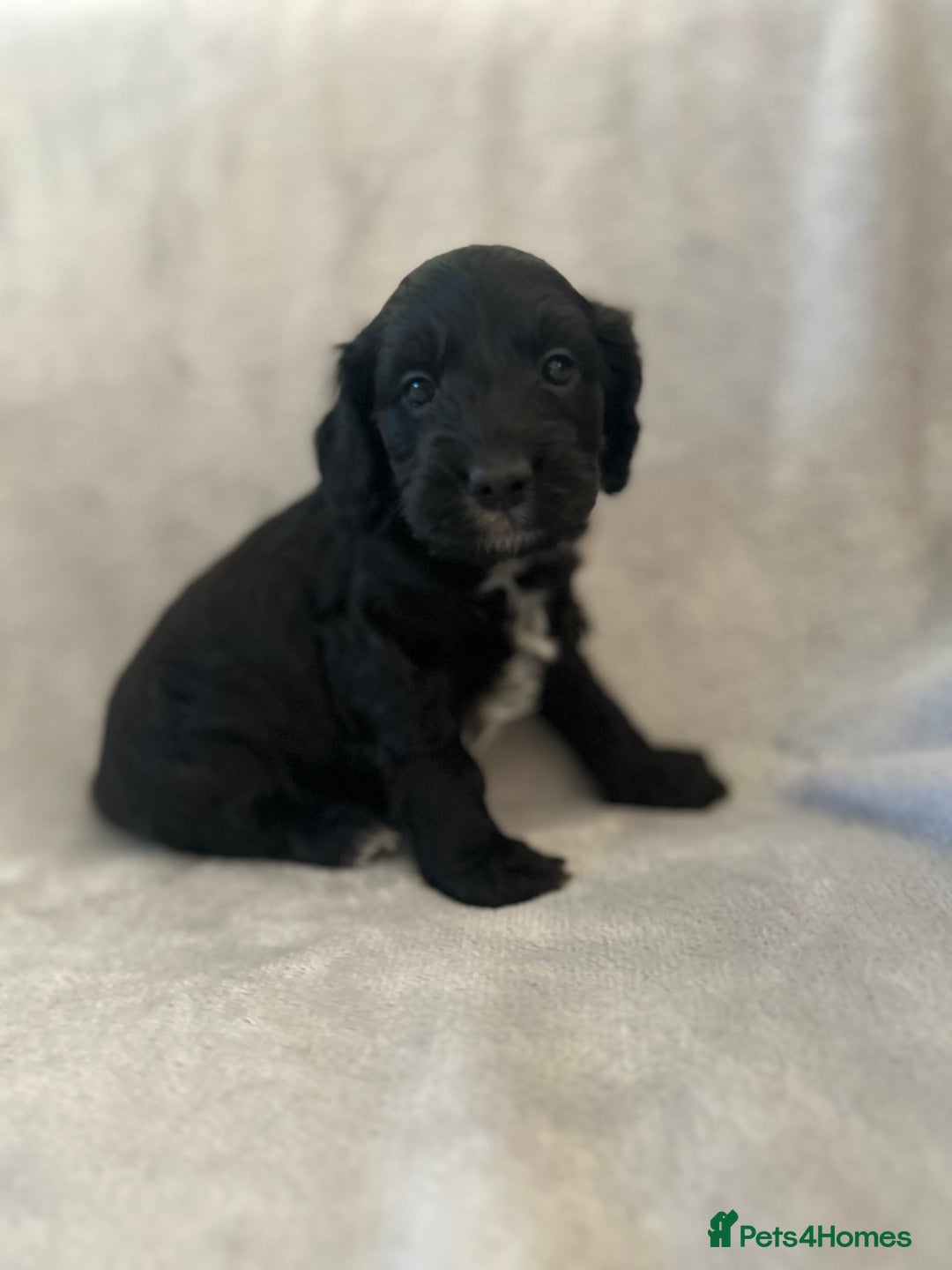 Cockapoo dogs for sale: Cockapoo puppies  - Advert 36