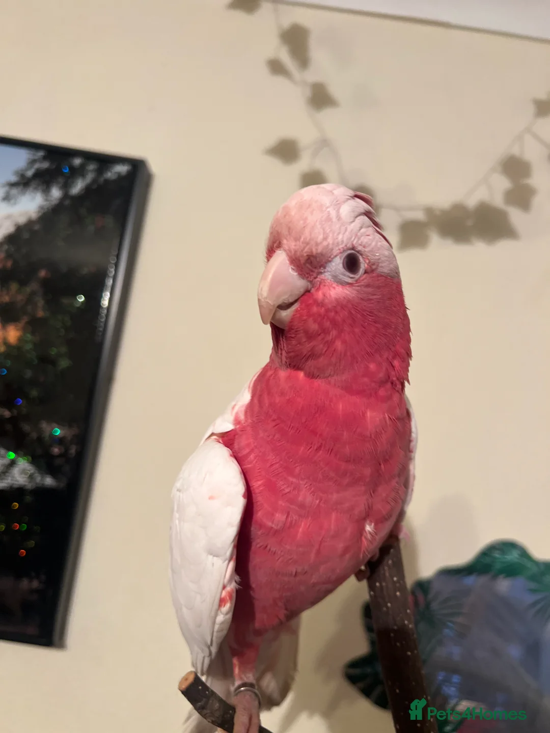 Parrots birds for sale: Rare Galah Lutino male  - Advert 6
