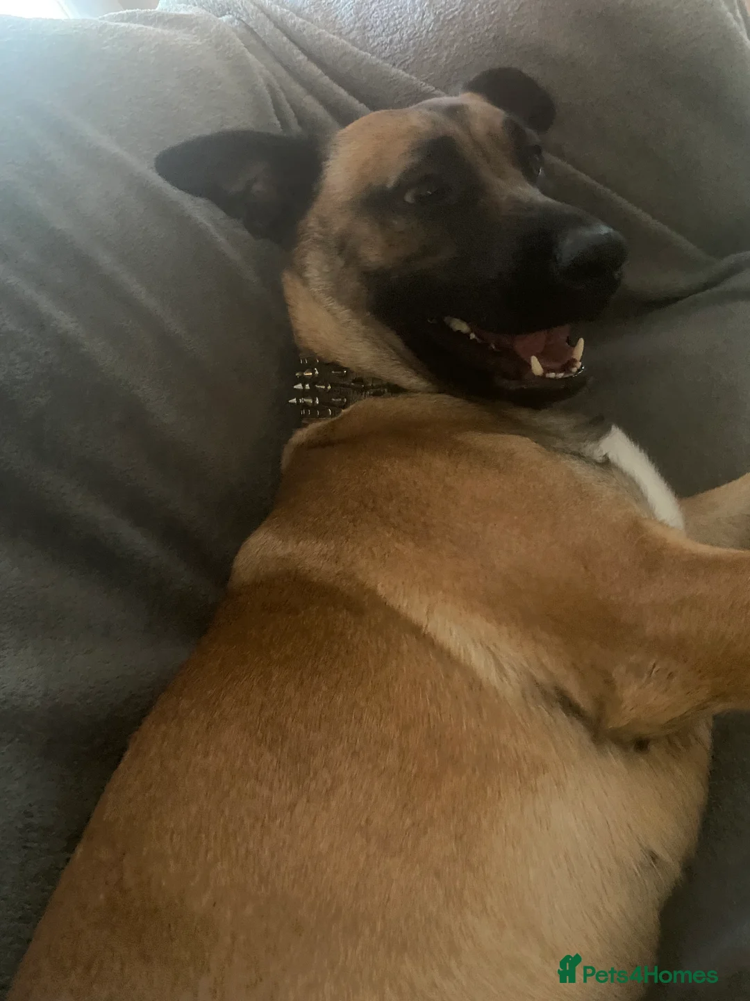 Mixed Breed dogs for sale: Belgian malinois x bull mastiff dog - Advert 3