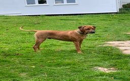 Rhodesian Ridgeback dogs for sale: Rocco and Roman  - Image 3