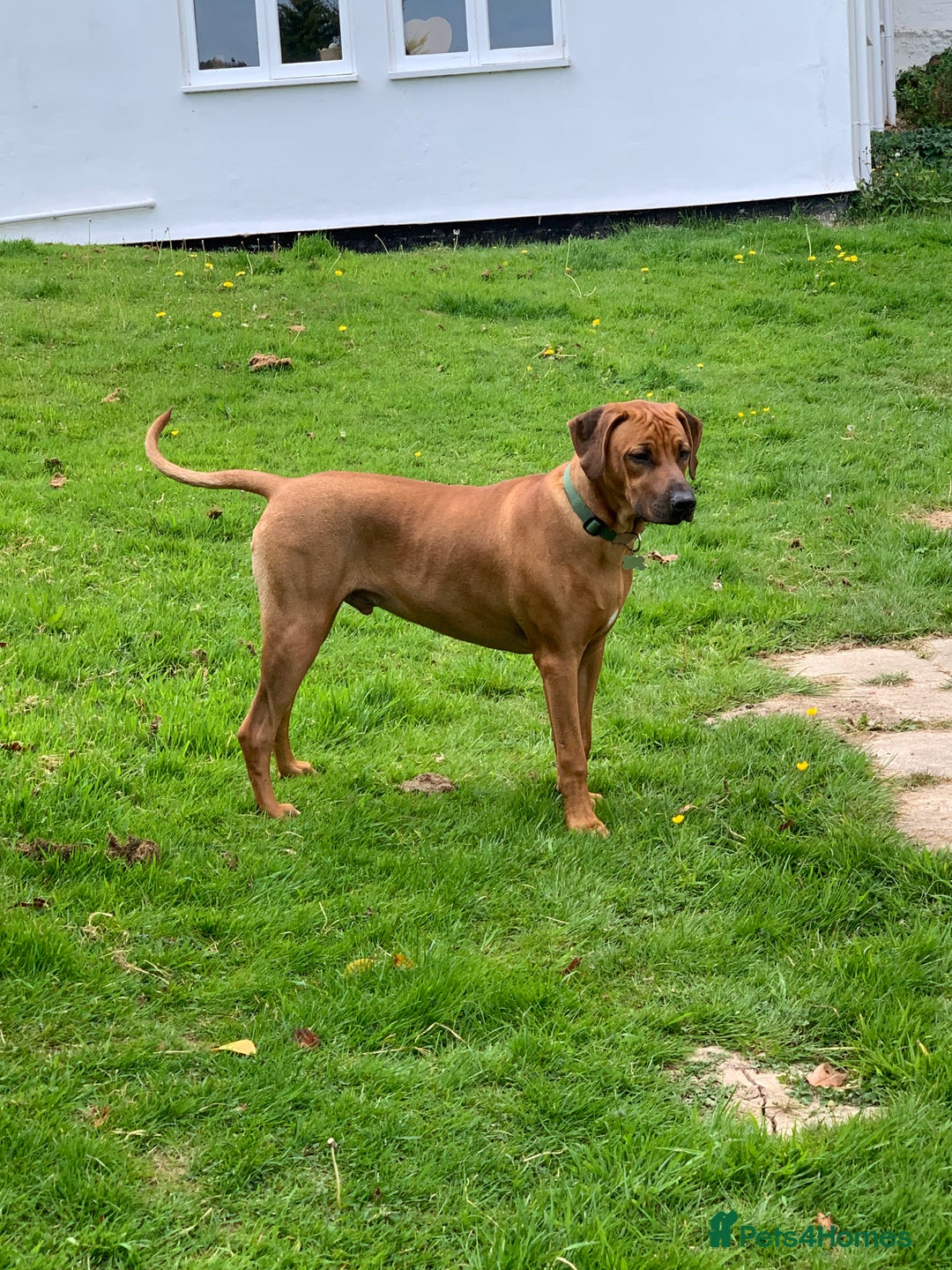 Rhodesian Ridgeback dogs for sale: Rocco and Roman  - Image 3