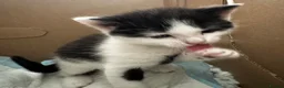 Mixed Breed cats for sale: 6 beautiful young kittens in Barnet - Advert 7