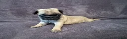 Pug dogs for sale: Beautiful Litter Of Pug Puppies All Girls  - Advert 8