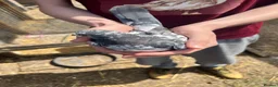 Pigeons birds for sale: Grizzle and White Grizzle Pigeon - Advert 8