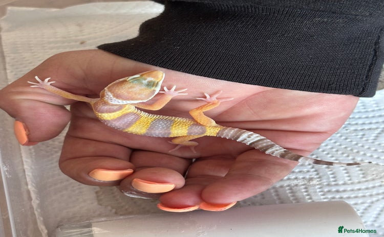 Leopard Gecko reptiles - Advert 2