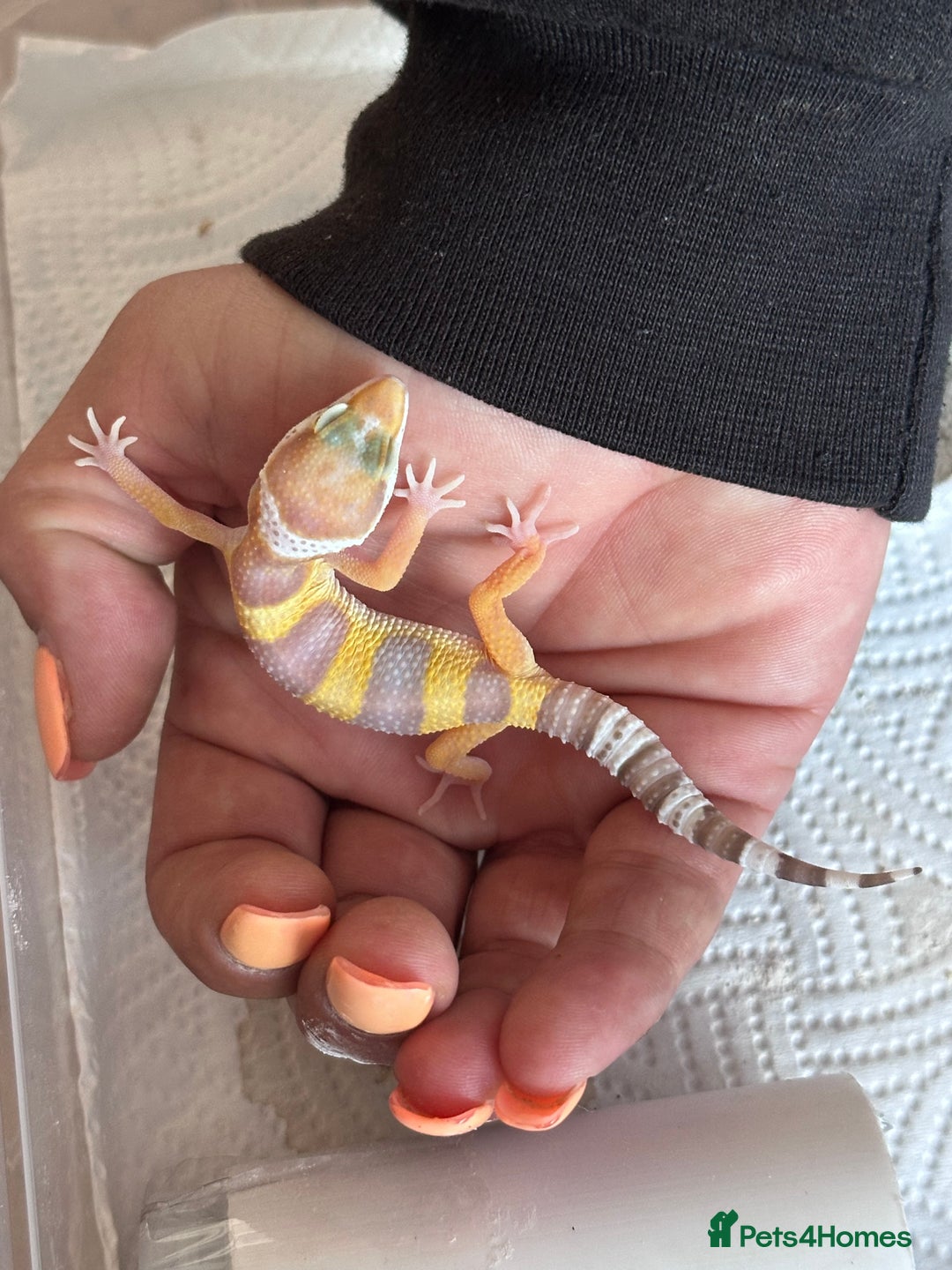 Leopard Gecko reptiles for sale: Leopard geckos baby leopard geckos  - Image 1