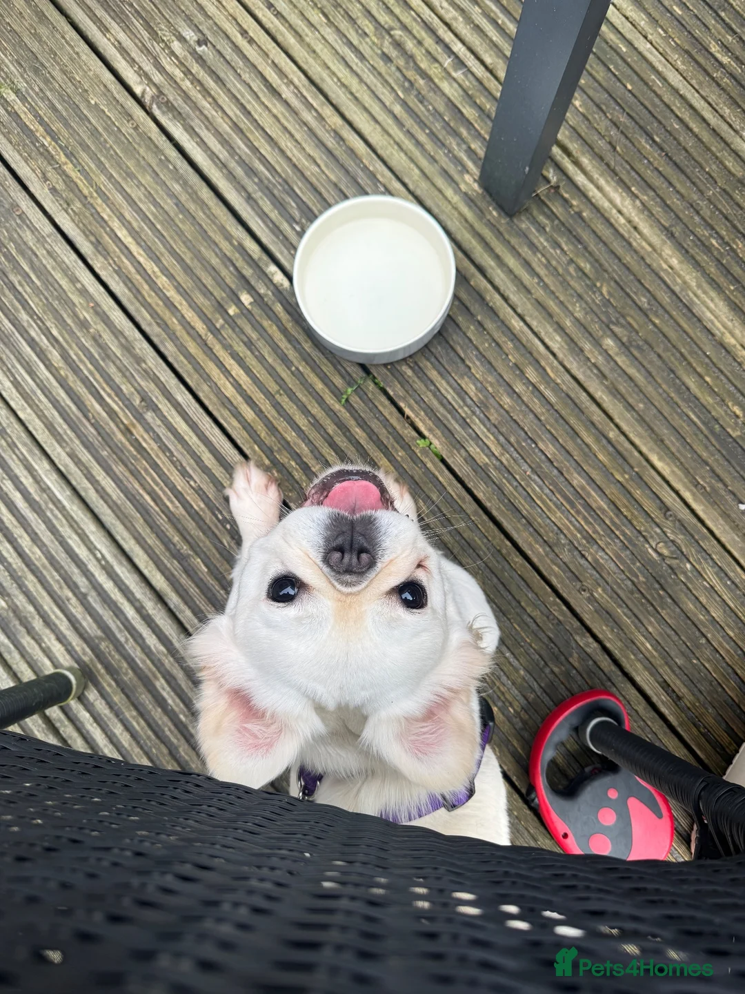 French Bulldog dogs for sale: Fluffy Frencie in Skelmersdale - Advert 3