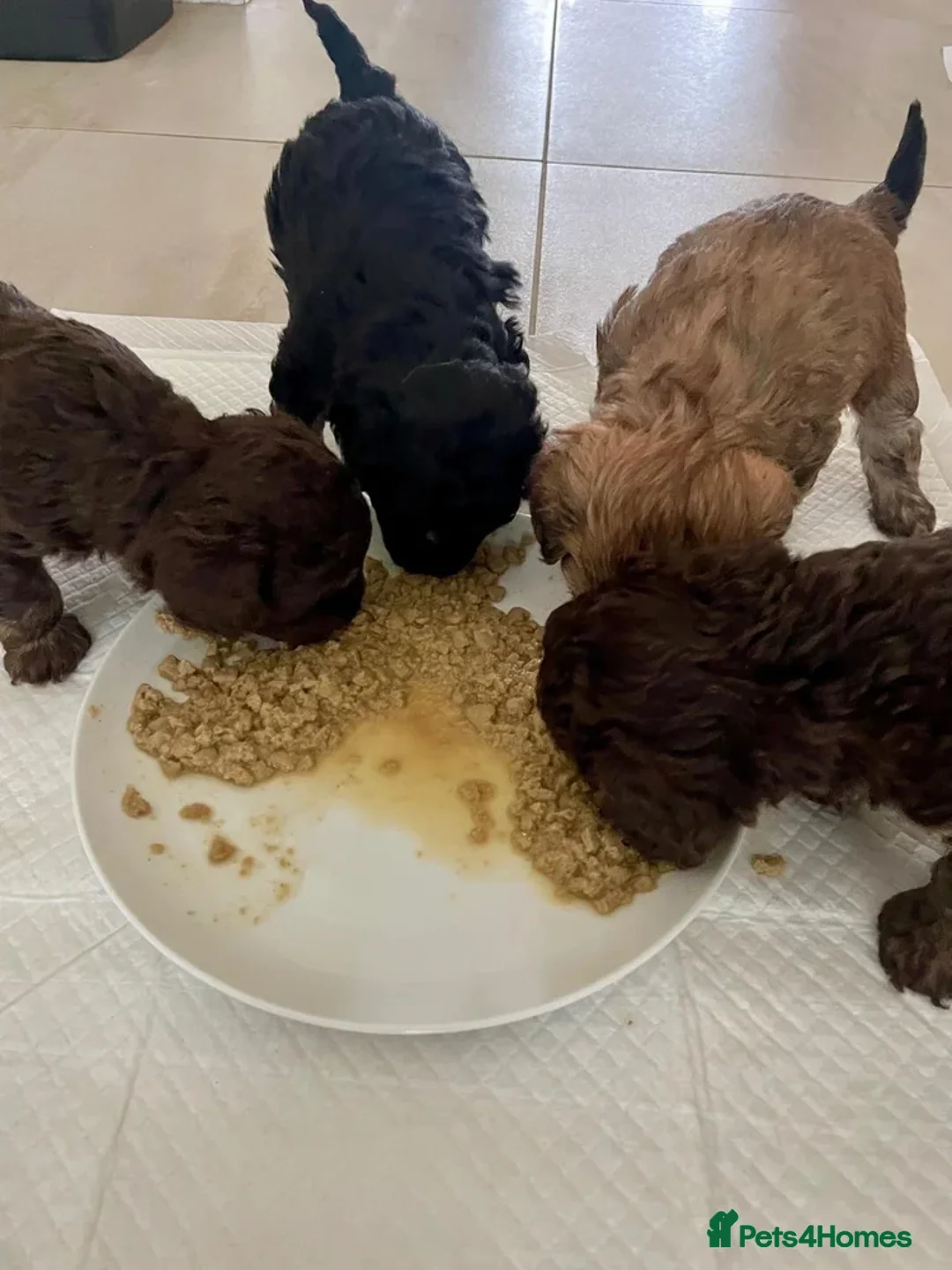 Maltipoo dogs for sale: Adorable black Maltipoo puppy - last girl   - Advert 7