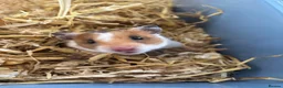 Hamster rodents for sale: Syrian Hamster and cage - Advert 3