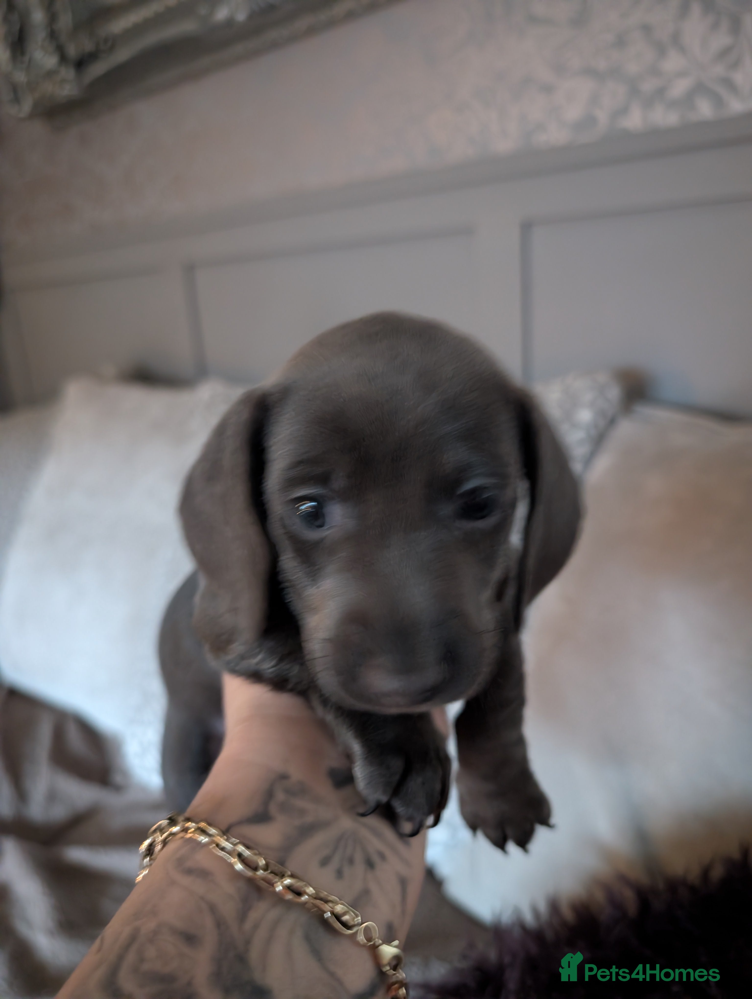 Miniature Dachshund dogs Beautiful mini dachshunds  - Advert 5