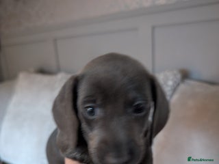 Miniature Dachshund dogs Beautiful mini dachshunds - Advert 1