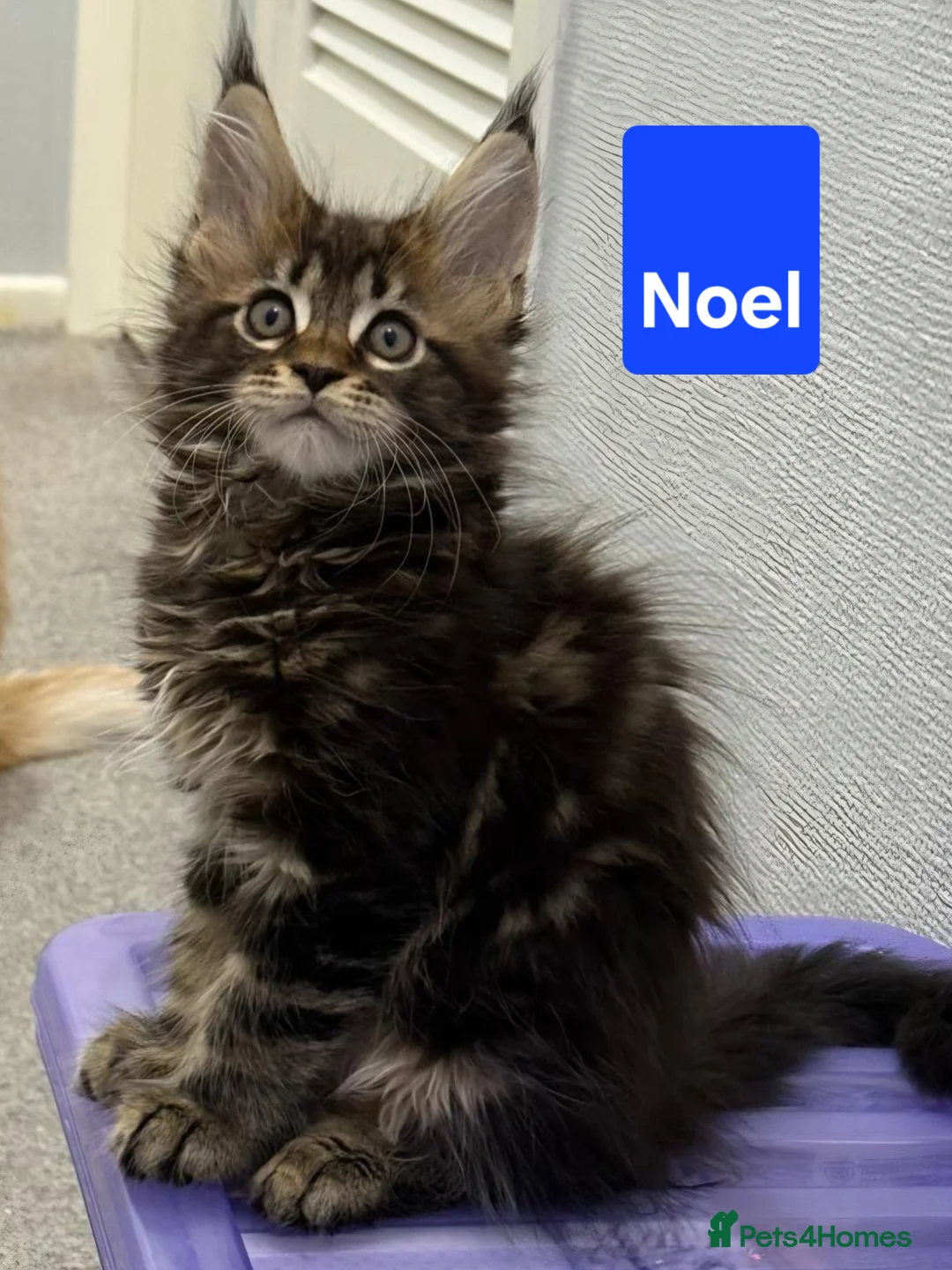 Maine Coon cats for sale: 😻1 Left  Ready Now Gorgeous Maine Coon Kitten 😻 - Advert 11