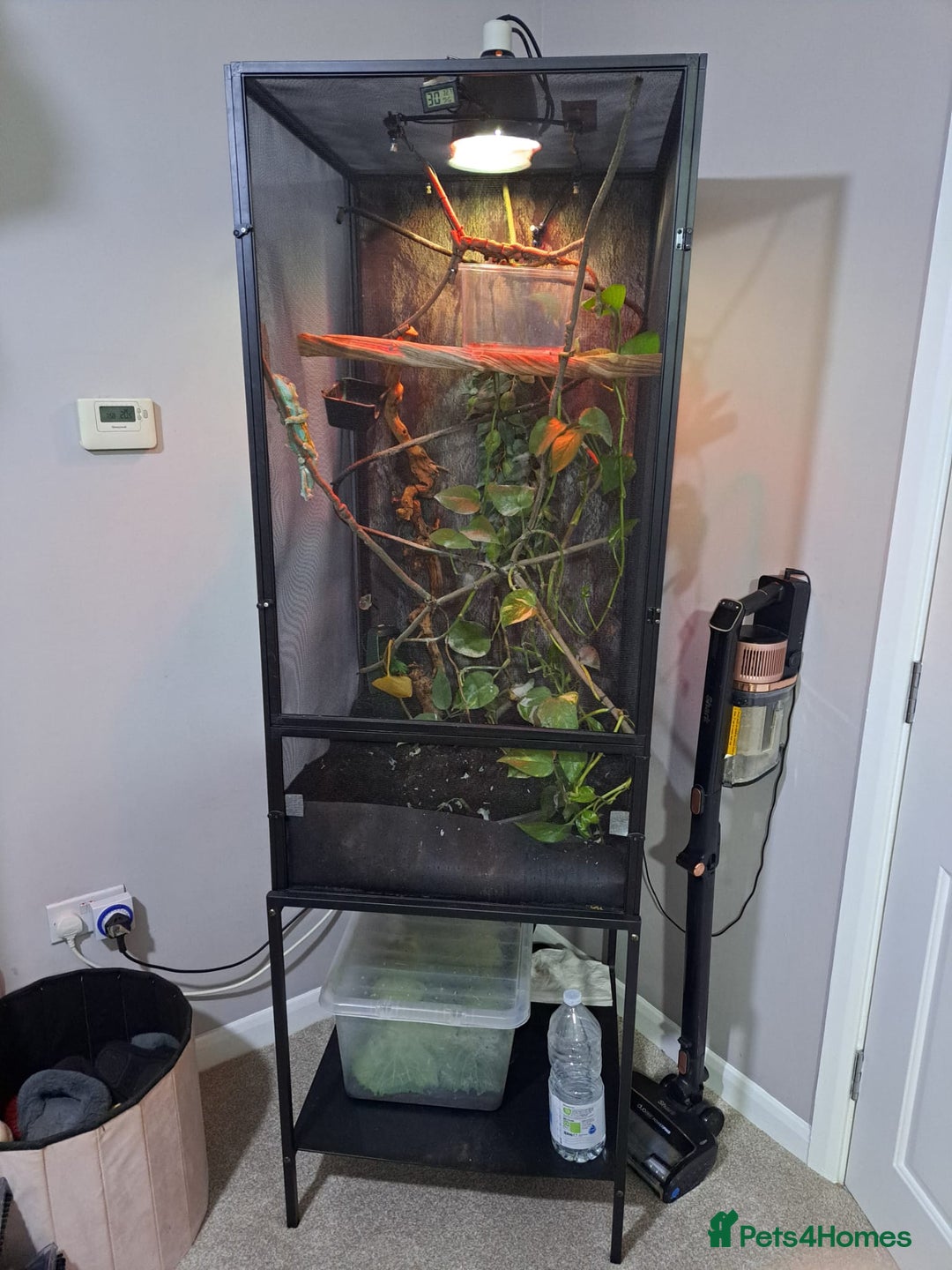 Chameleon reptiles for sale: Yemen Chameleon  - Advert 1