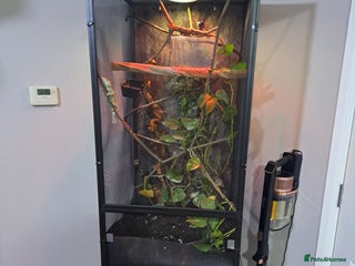 Chameleon reptiles Yemen Chameleon - Advert 3