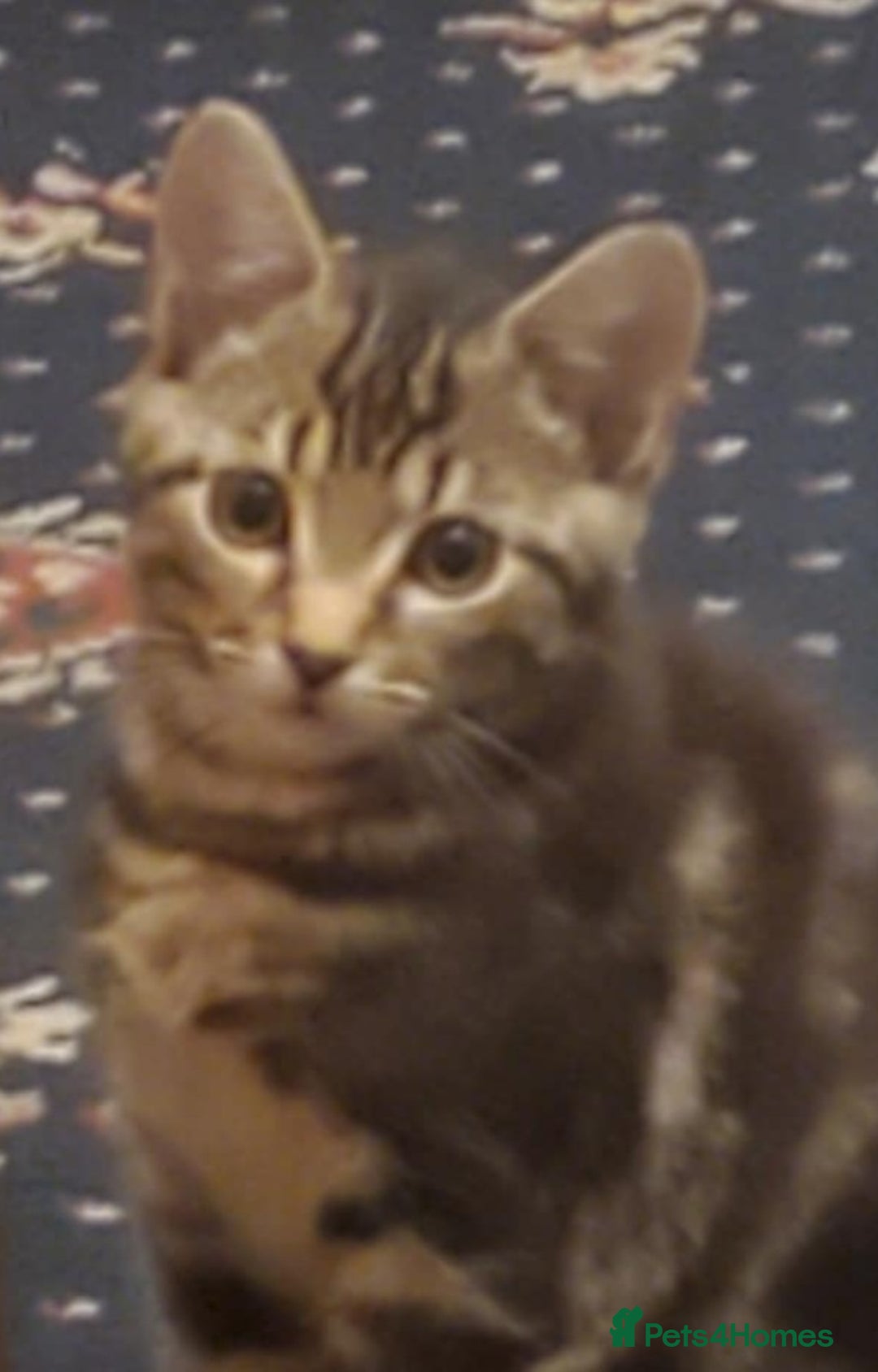 Mixed Breed cats for sale: boy for sale and girl - Image 3