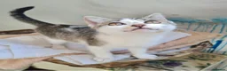 Mixed Breed cats for sale: Cat lover needed, new home for Brie in Ferryhill - Advert 11