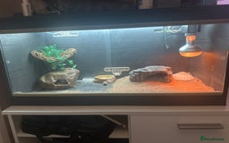 Leopard Gecko reptiles for sale: Leopard Gecko - Image 5