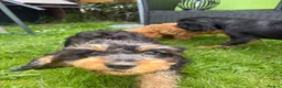 Cavapoo dogs for sale: Puppies ready to leave to their new loving homes - Advert 6
