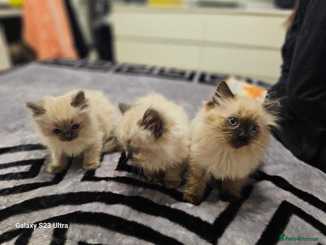 Ragdoll cats for sale: Pure breed Ragdoll  kittens  - Image 6