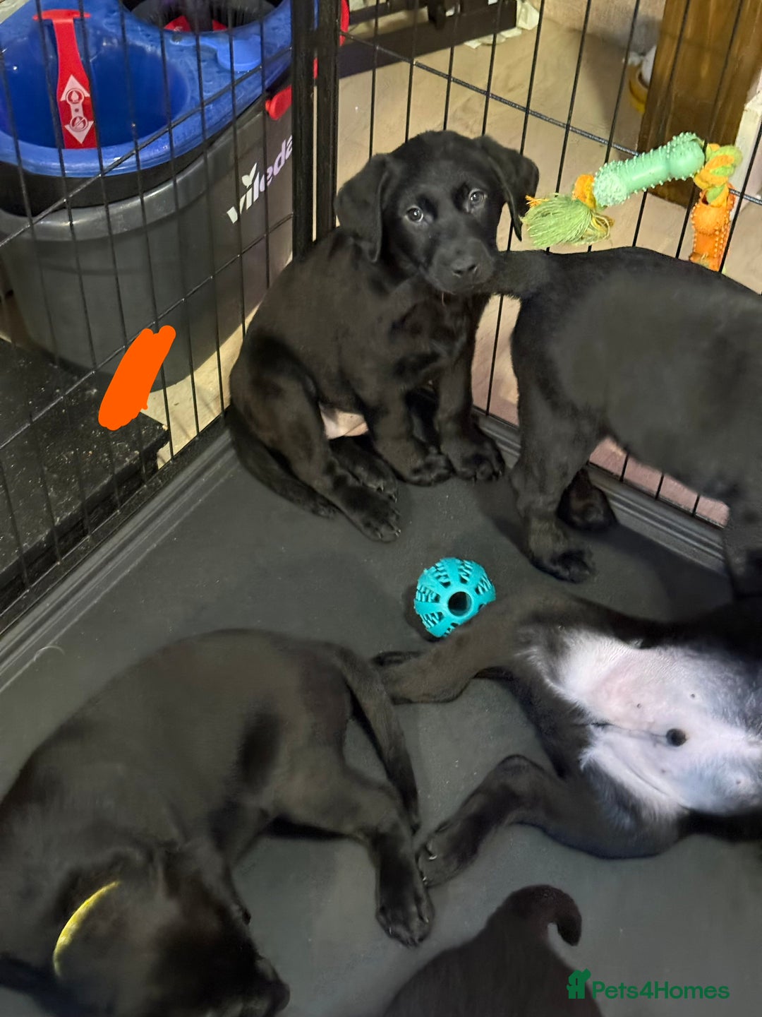 Labrador Retriever dogs for sale: Stunning litter of pure bred black Labrador pups  - Advert 39