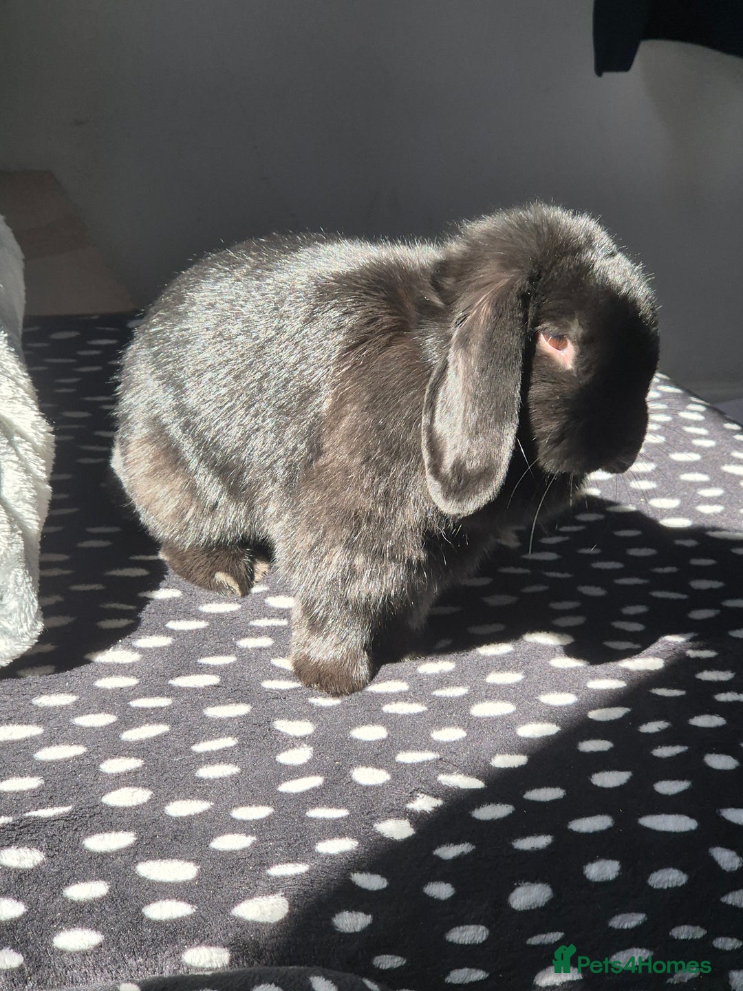 Mini Lop rabbits for sale: Rabbit for adoption - Advert 8