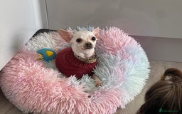 Chihuahua dogs for sale: XXS chihuahua girl 11months - Image 7