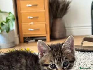 Mixed Breed cats Gorgeous kittens looking for new homes - Advert 13