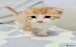 Scottish Fold cats for sale: Scottish fold mix with tabby .  - Image 6