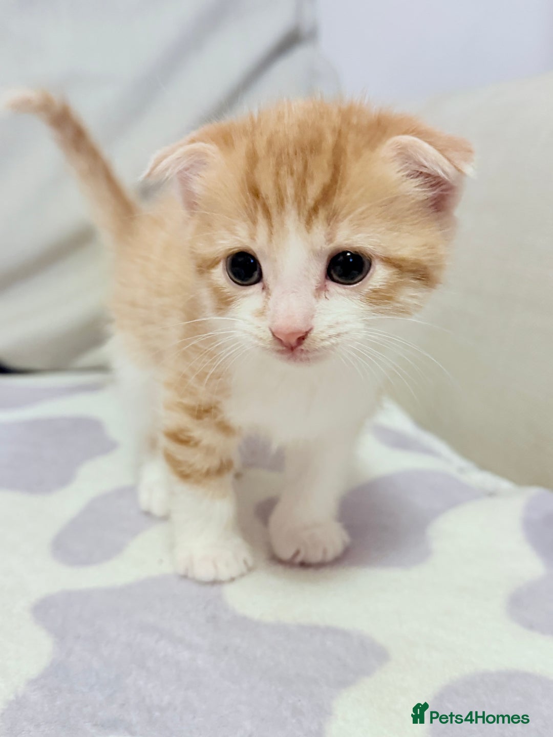 Scottish Fold cats for sale: Scottish fold mix with tabby .  - Image 6