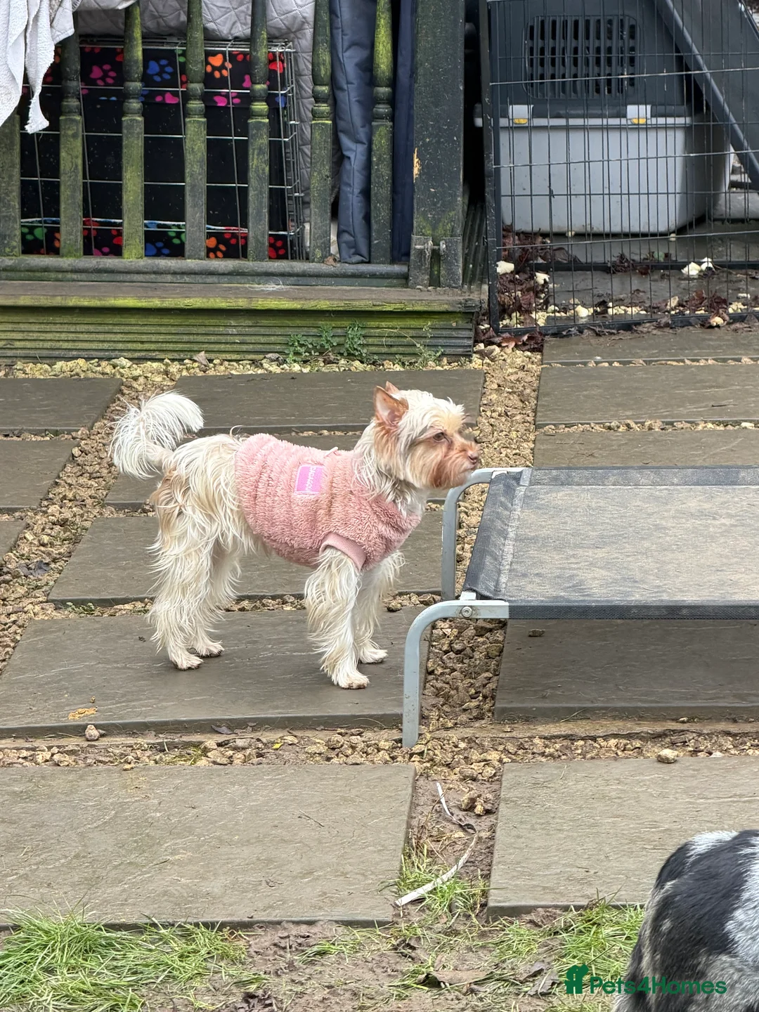 Yorkshire Terrier dogs for adoption: 🐾 COCO – Female Yorkshire Terrier Neutered - Advert 3