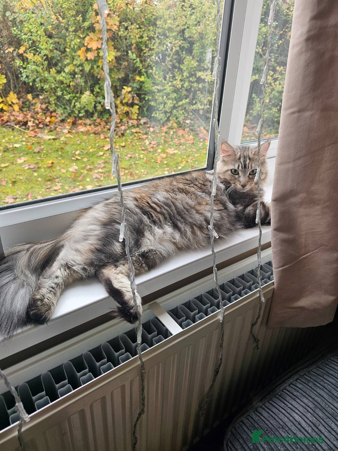 Mixed Breed cats for sale: Bella - Advert 2