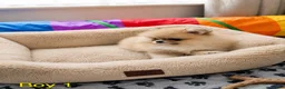 Pomeranian dogs for sale: Outstanding Quality Teddy Bears 🧸  - Advert 7