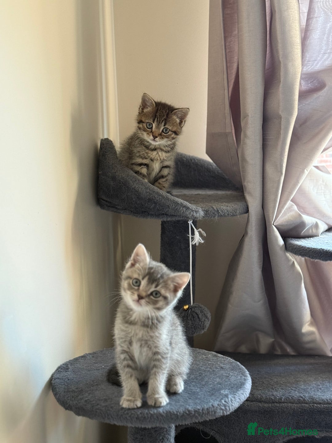 British Shorthair cats for sale: BSH X Scottish  - Image 5