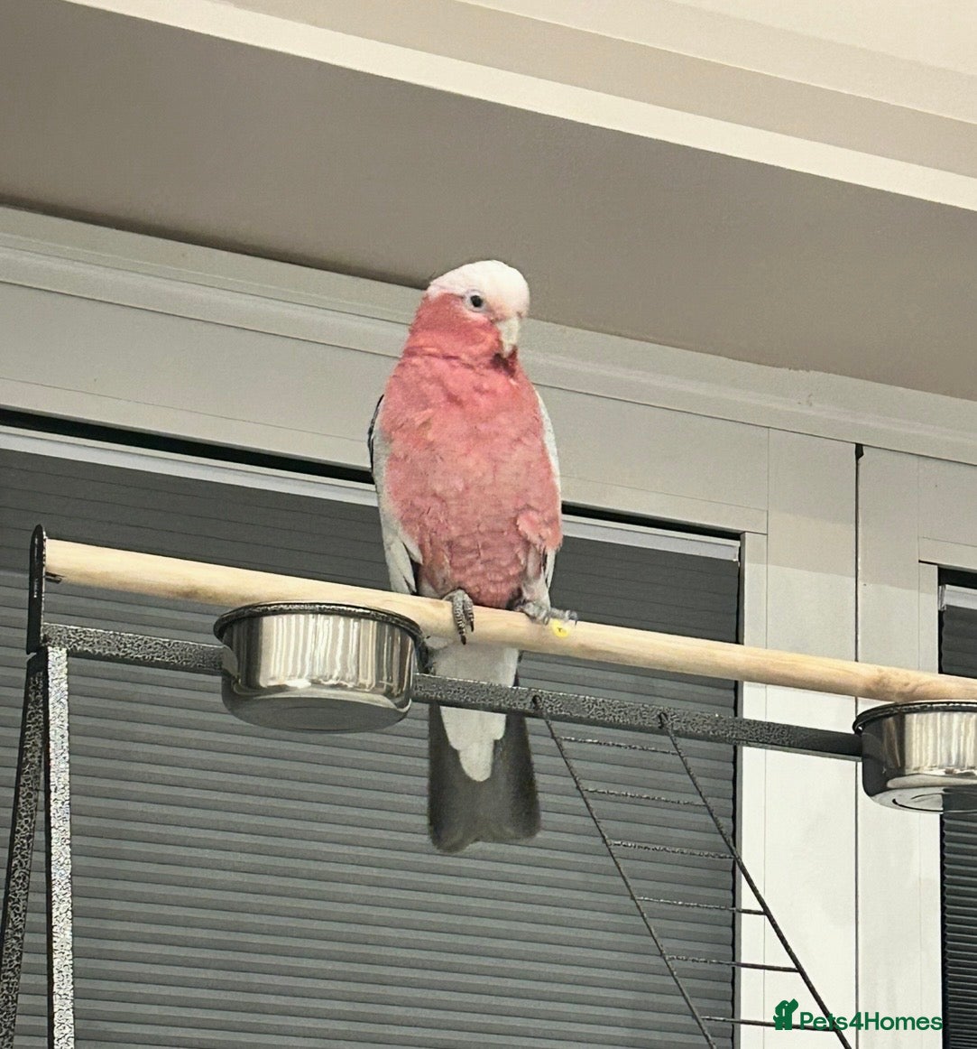 Cockatoo birds Galah cockatoo - Advert 1