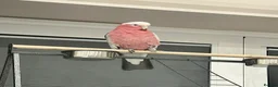 Cockatoo birds for sale: Galah cockatoo in Swindon - Advert 1