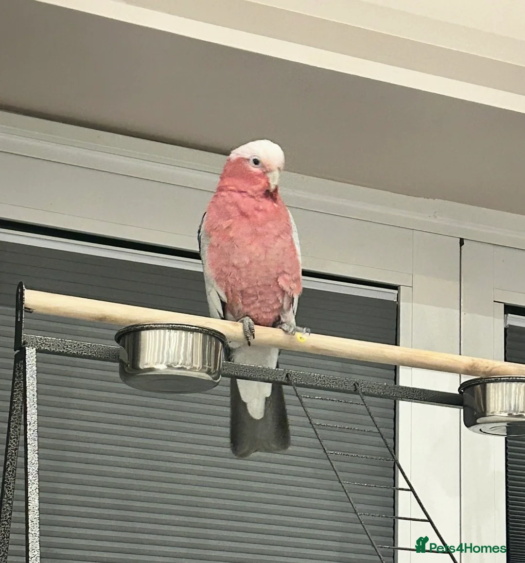 Cockatoo birds for sale: Galah cockatoo in Swindon - Advert 1