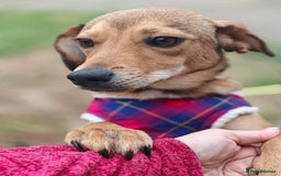 Mixed Breed dogs for adoption: 💖🐶 KRISTY 🐶💖 - Image 8