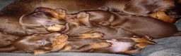 Miniature Dachshund dogs for sale: KC Miniature Dachshund Puppies for sale - Advert 14