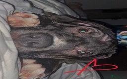 Mixed Breed dogs for sale: Randy  - Image 6