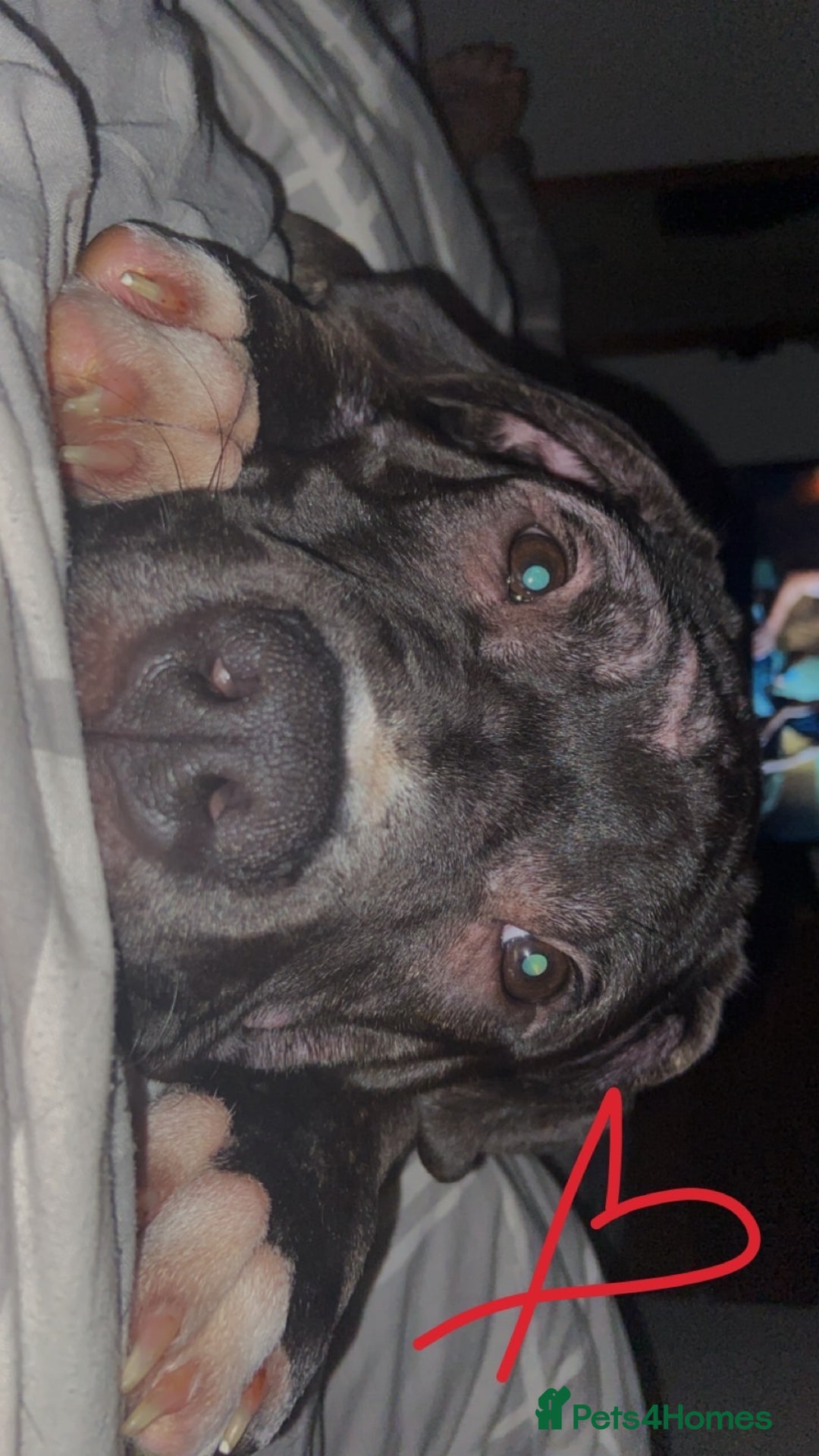 Mixed Breed dogs for sale: Randy  - Image 6